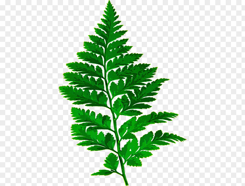 Plants Fern Image Leaf Vascular Plant PNG