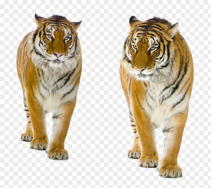 Tiger Felidae PNG
