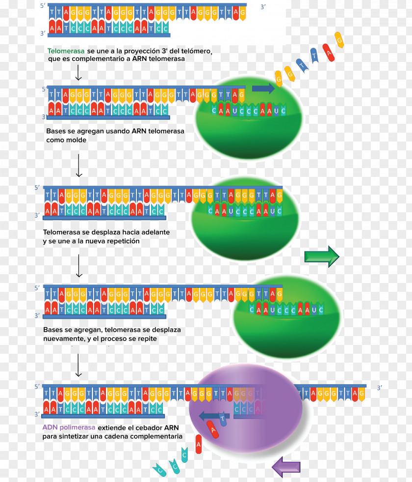 Walgreens Telomere Gene Expression Telomerase Cell PNG