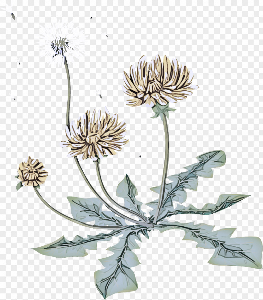 Heracleum Plant Wildflower Flowering Flower Globe Thistle Parsley Family PNG