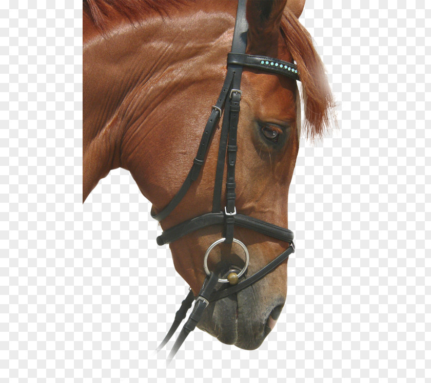Mustang Bridle Stallion Horse Harnesses Mare PNG