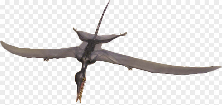 Piercing Needle Rhamphorhynchus Solnhofen Limestone Archaeopteryx Late Jurassic PNG