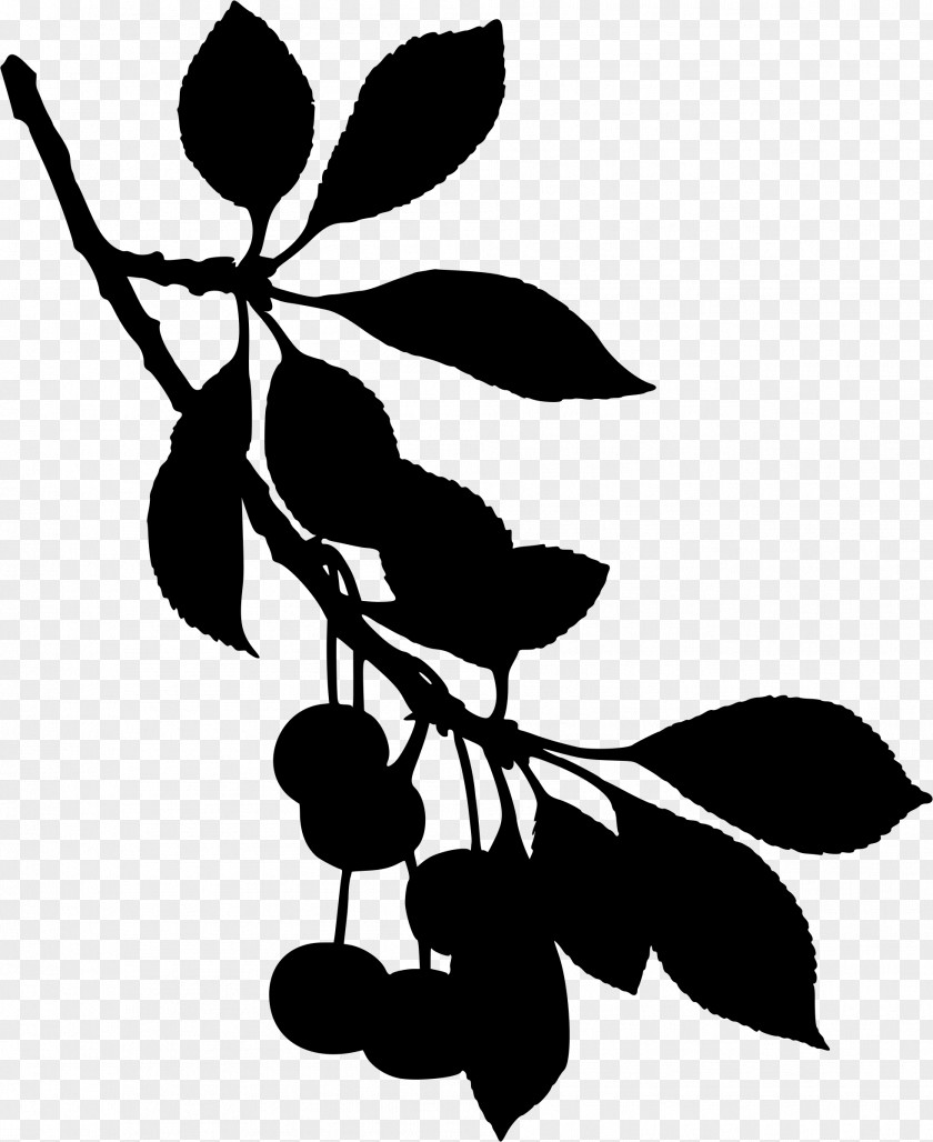 Plant Stem Blackandwhite Cherry Blossom Tree Drawing PNG