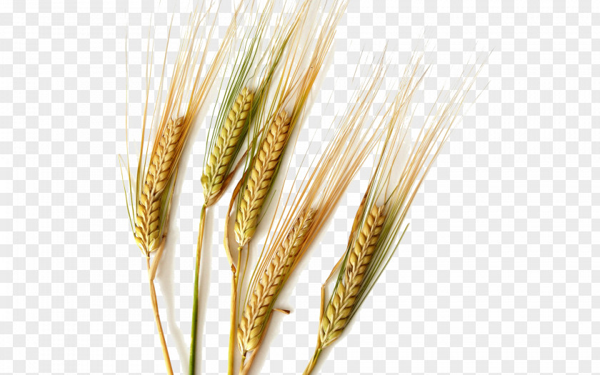 Rice Durum Common Wheat Barley Cereal Ear PNG