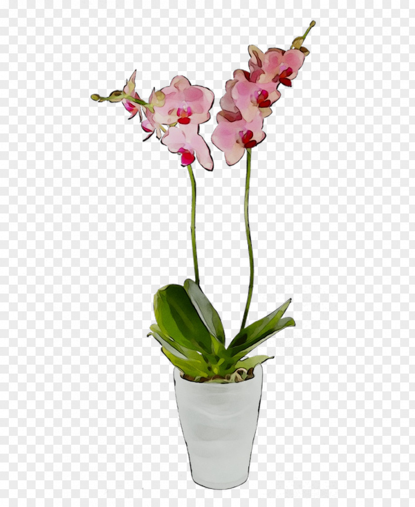 Moth Orchids Cut Flowers Cattleya Flowerpot PNG