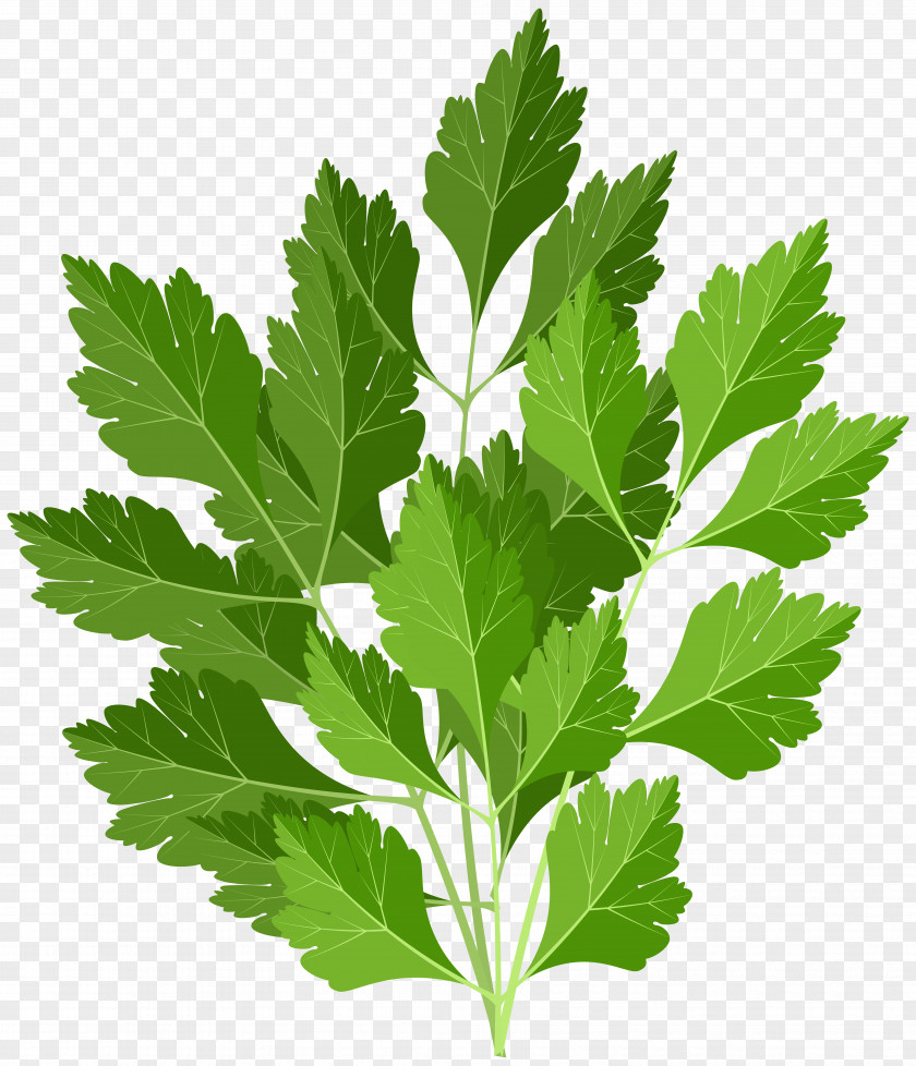 Parsley Clip Art Image Transparency PNG