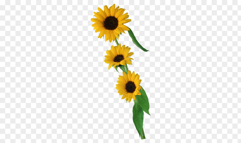 Sunflower Common Floral Design Cut Flowers Seed PNG
