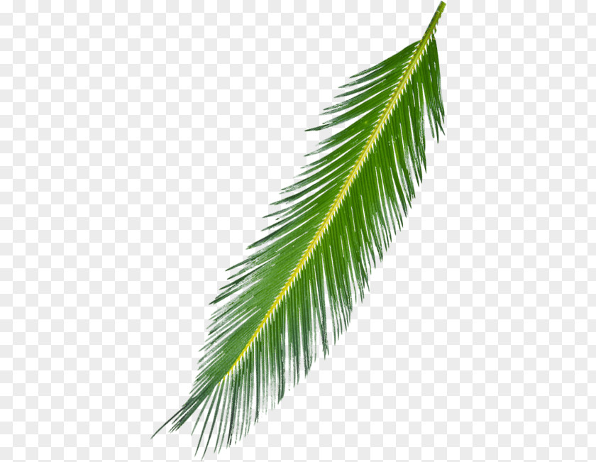 Background Tree Asian Palmyra Palm Arecaceae Branch Leaf Subtropics PNG