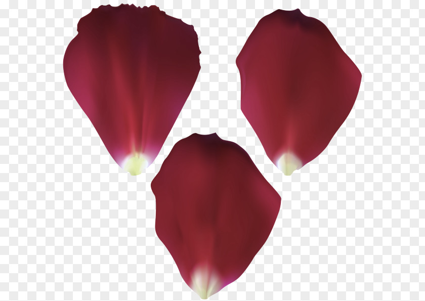 Cut Flowers Herbaceous Plant Petal Red Pink Magenta Flower PNG