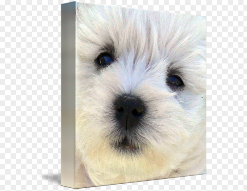 Puppy West Highland White Terrier Cairn Norfolk Dandie Dinmont Maltese Dog PNG