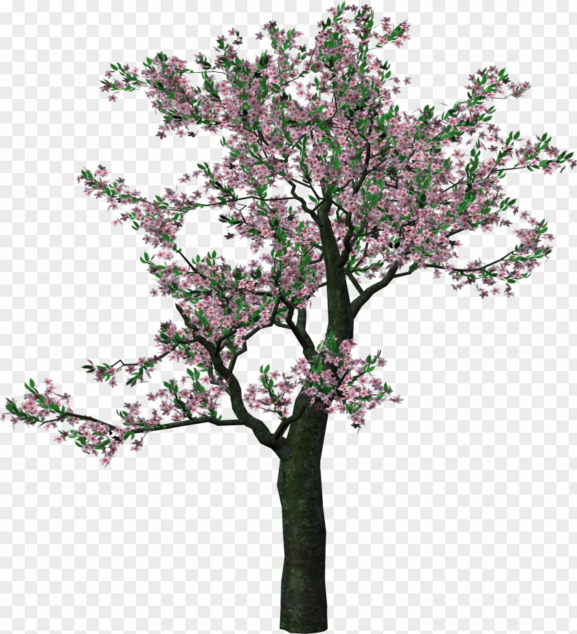 Spring Tree Cliparts Clip Art PNG