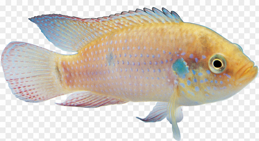 Star Fish Goldfish Tropical Ornamental PNG