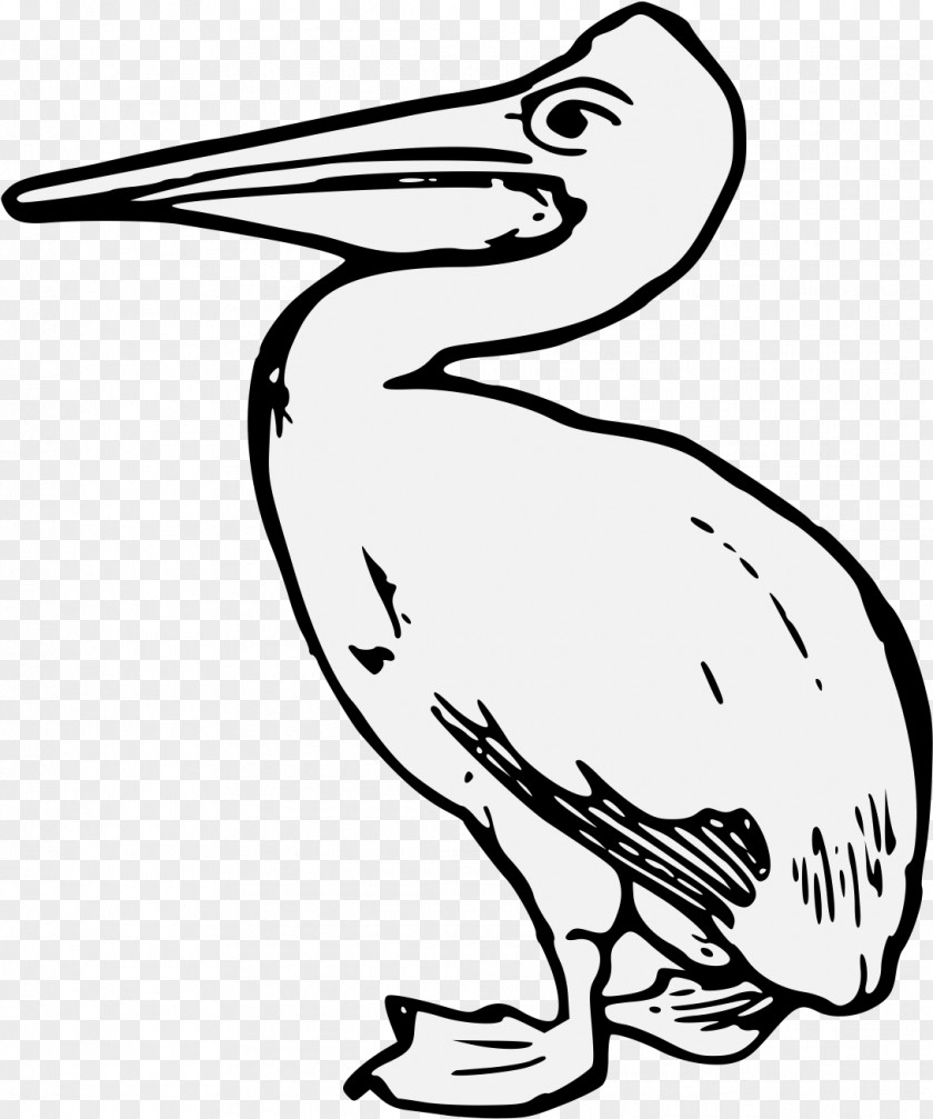 Wildlife Seabird Bird Pelican Beak Pelecaniformes Line Art PNG