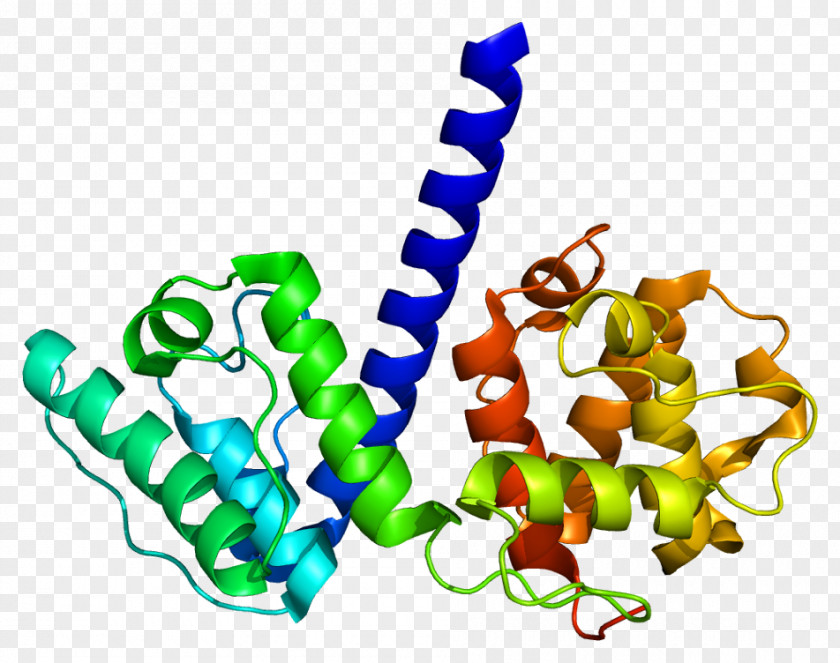 Chromosomes Frame Plectin Santa Cruz Biotechnology, Inc. South Carolina Organism PNG