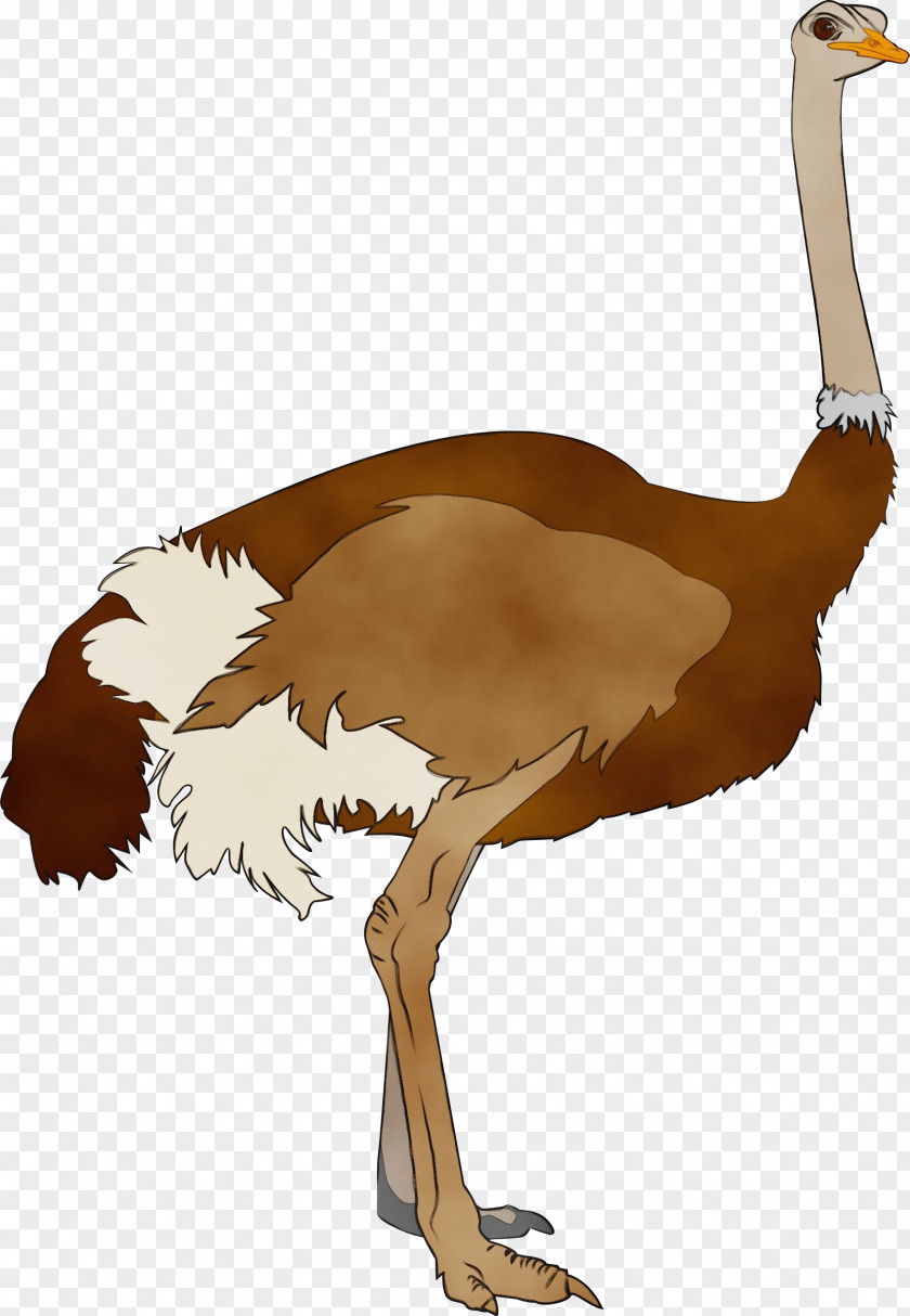 Common Ostrich Birds Ratite 타조(ostrich) Beak PNG