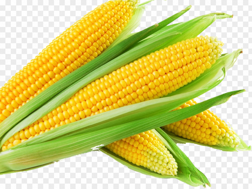 Corn Popcorn Maize Staple Food Nasi Jagung PNG