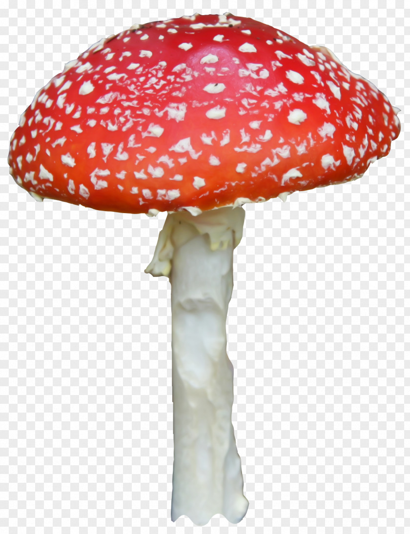 Diablo Creative Atmosphere,mushroom Mushroom Google Images Fairy Tale PNG