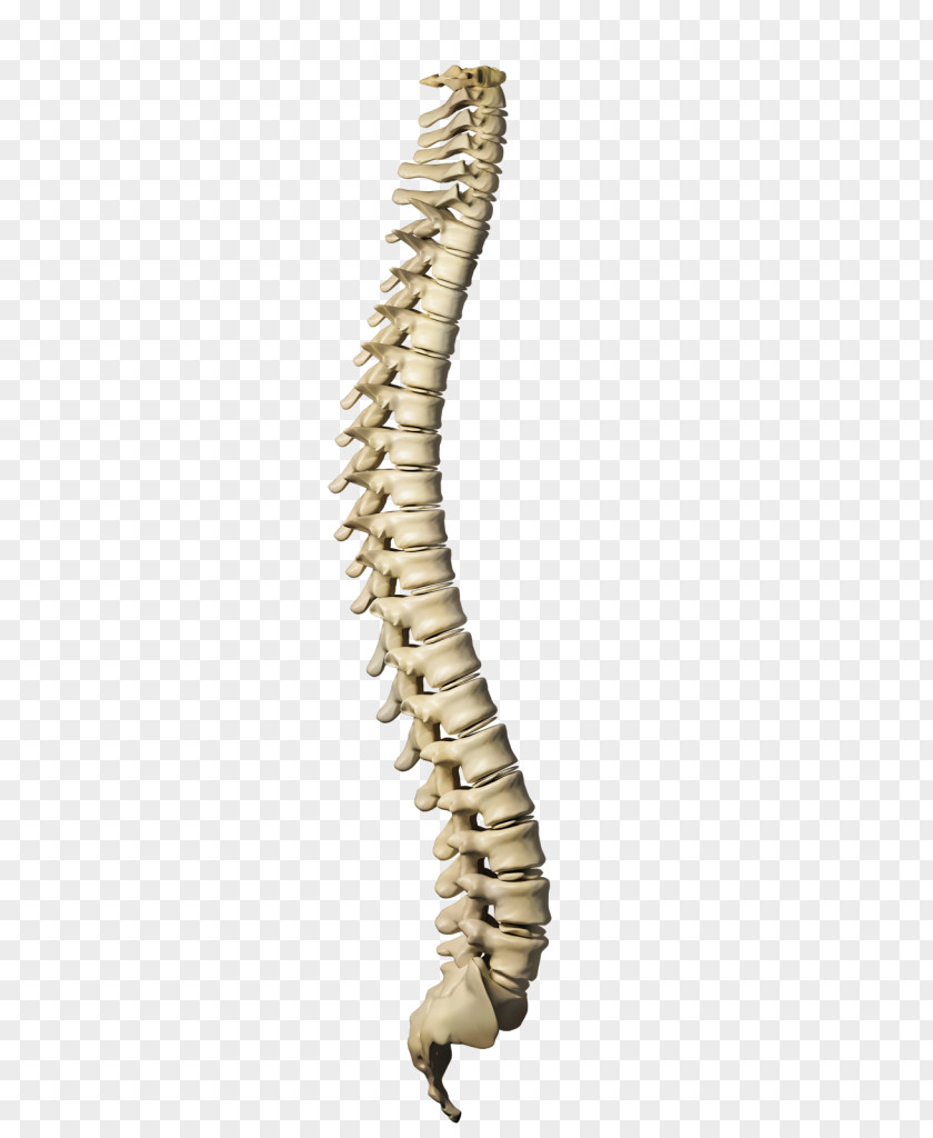 Skeleton Vertebral Column Human Stock Photography Body Illustration PNG