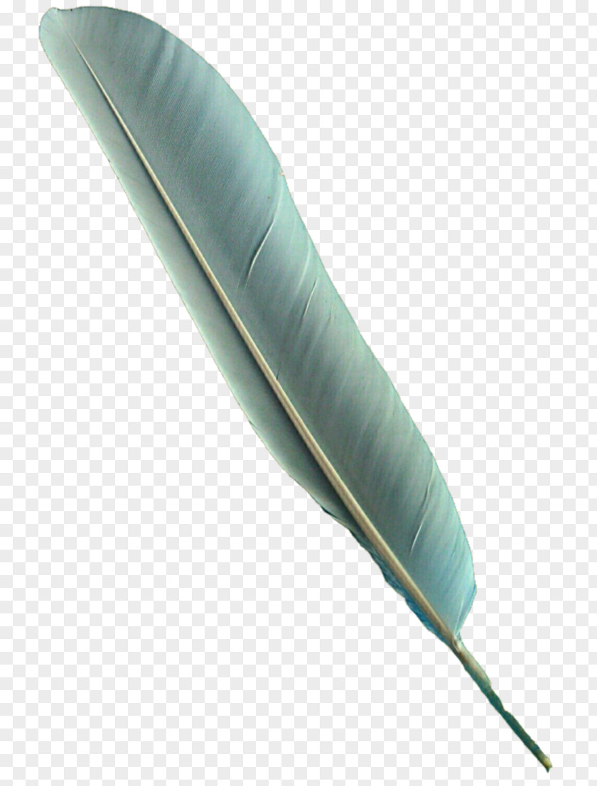 Feather Bird Parrot Clip Art PNG