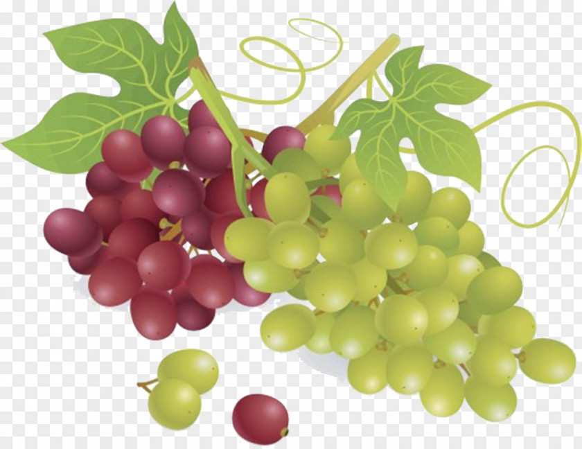 Grape Wine Common Vine Fruit PNG