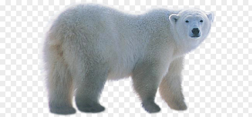 Polar Bear PNG bear clipart PNG