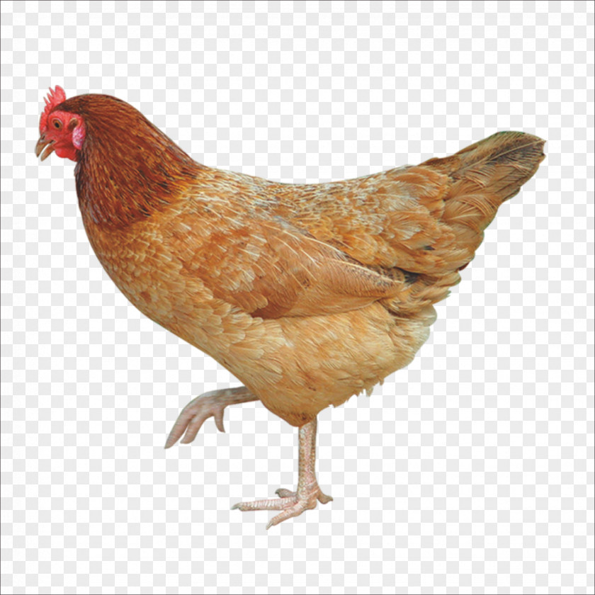 Chicken Crispy Fried Broiler Free Range Poultry Farming PNG