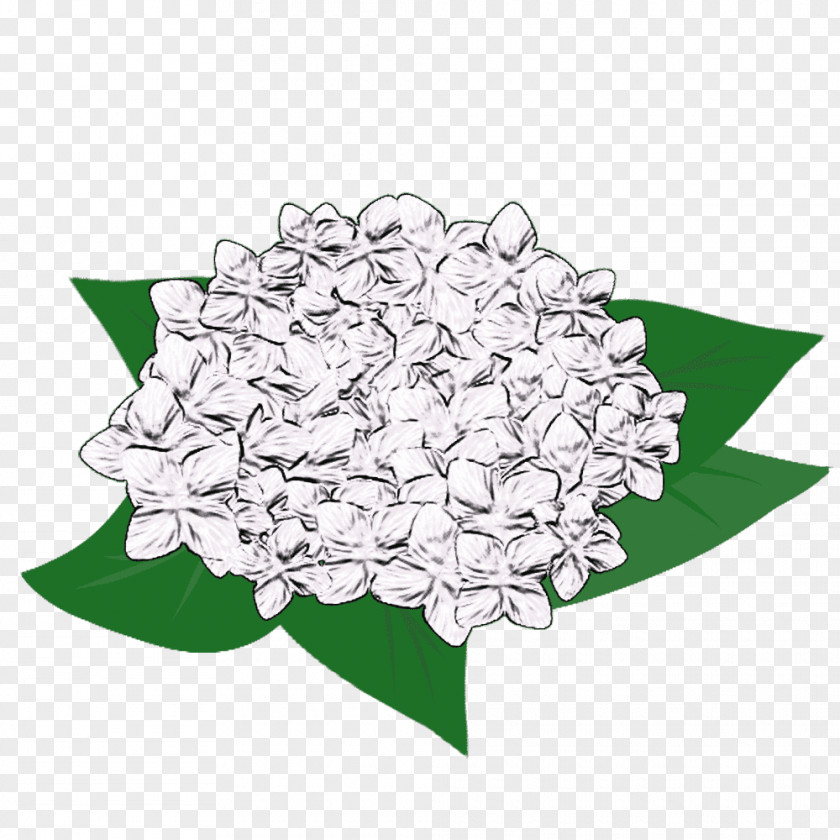 French Hydrangea Illustration Petal Design Flower PNG