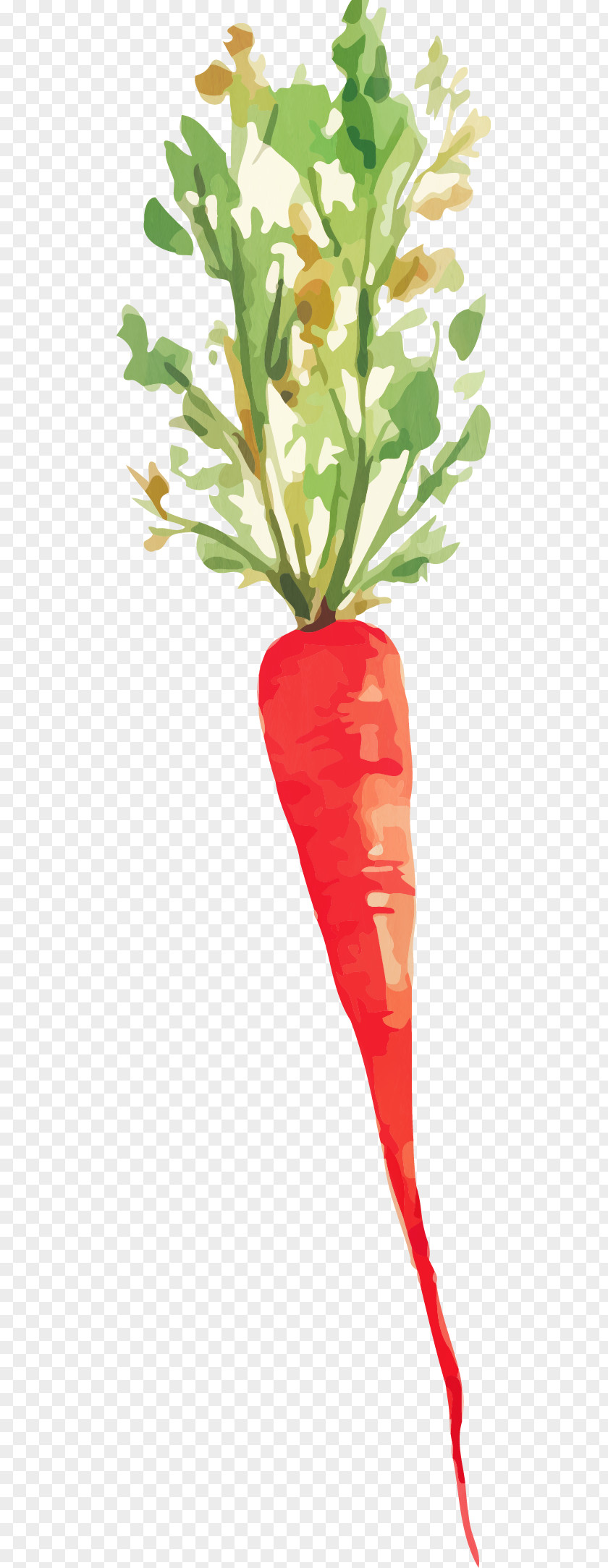 Hand-painted Carrot Root Vegetables Watercolor Painting PNG