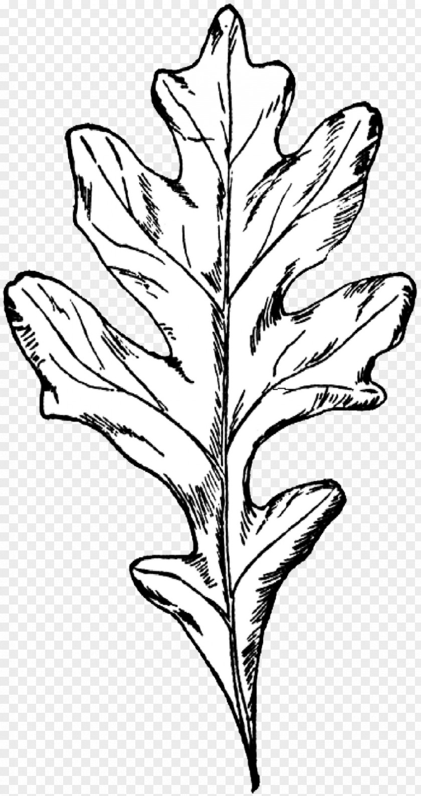 Oak White Drawing Autumn Leaf Color Tree PNG