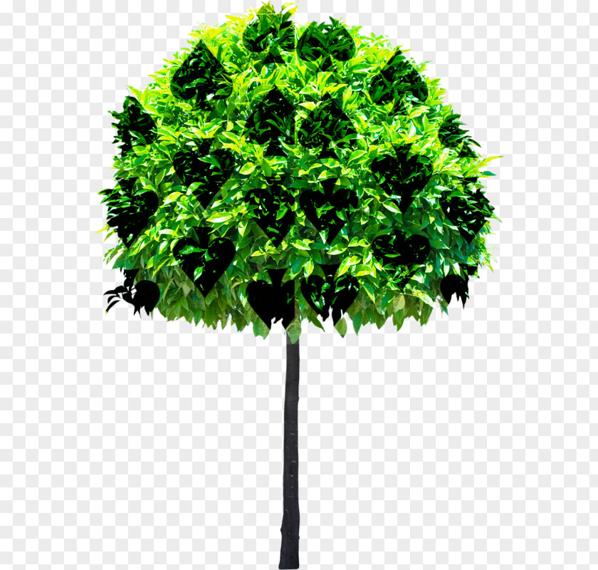 Tree Stock Photography Clip Art PNG