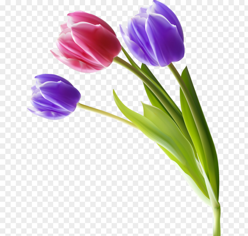 Tulip Flower PNG