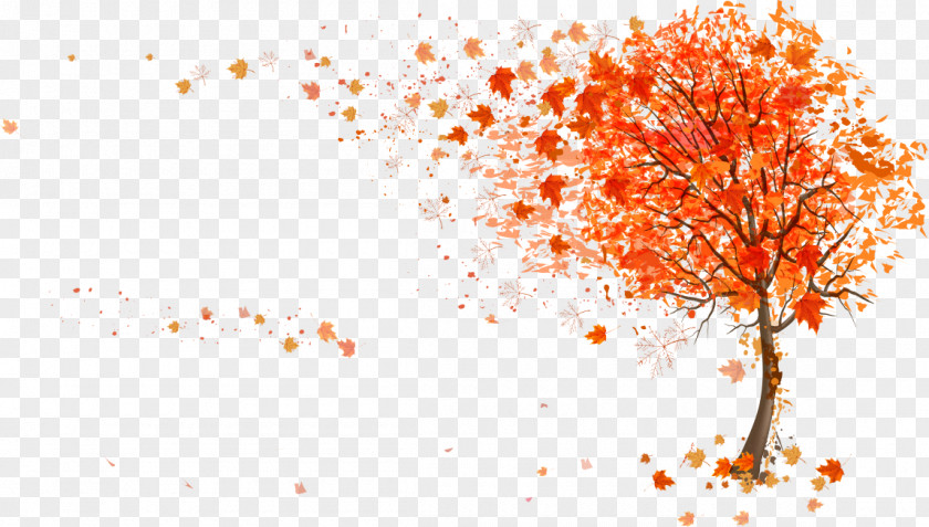 Autumn Maple Leaf Color Tree Illustration PNG