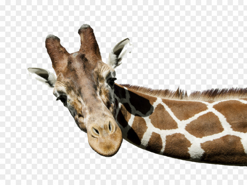 Giraffe The White Stock Photography PNG