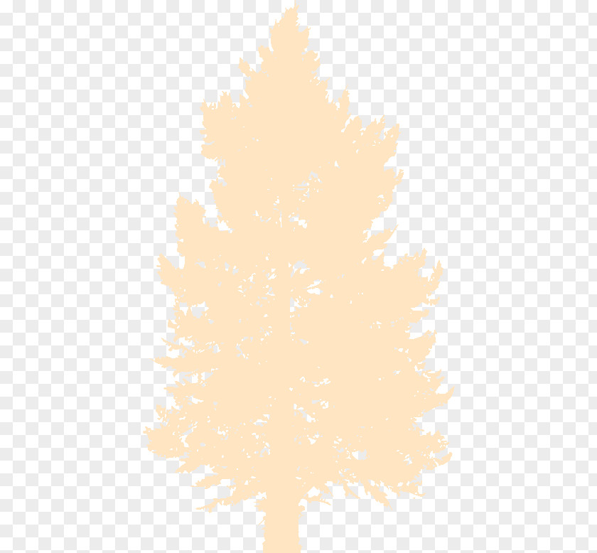 Line Pine Flowering Plant Leaf PNG