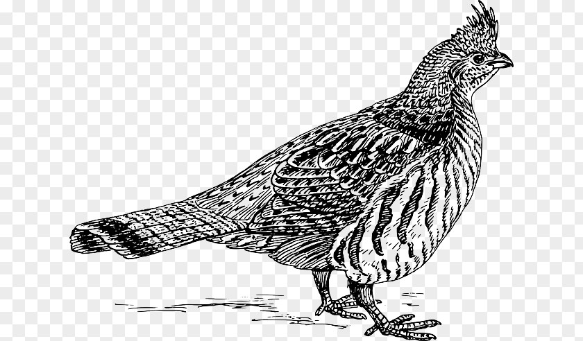 Ornithology Ruffed Grouse Clip Art Bird Openclipart PNG