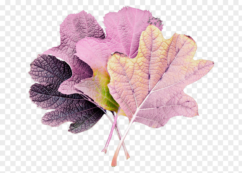 Plane Tree Pink Flower Cartoon PNG