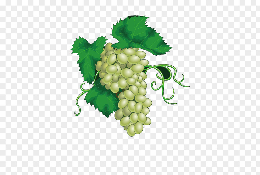 A Bunch Of Grapes Common Grape Vine Juice Wine PNG