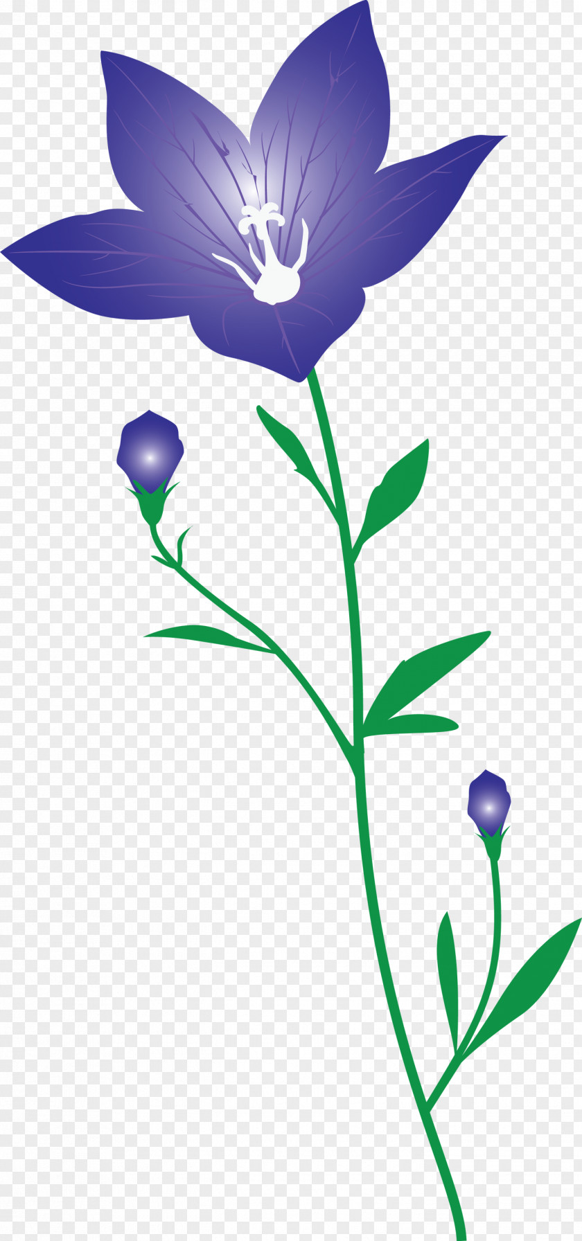 Balloon Flower PNG