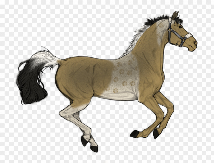 Gipsy Stallion Trakehner Foal Mare Akhal-Teke PNG