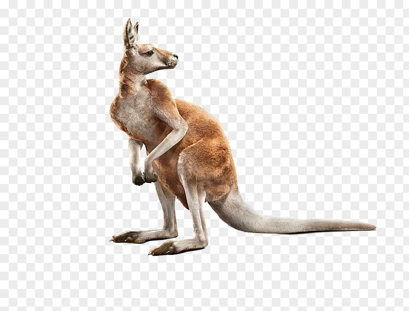 Kangaroo Red Computer-generated Imagery Photorealism Animal PNG