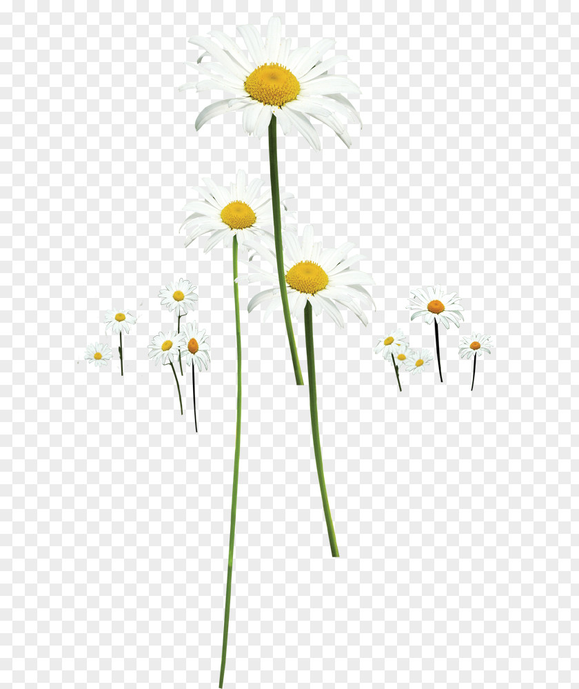 Spring Beautiful Wild Chrysanthemum Indicum Clip Art PNG