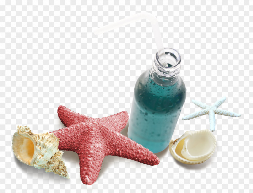 Starfish Download Computer File PNG