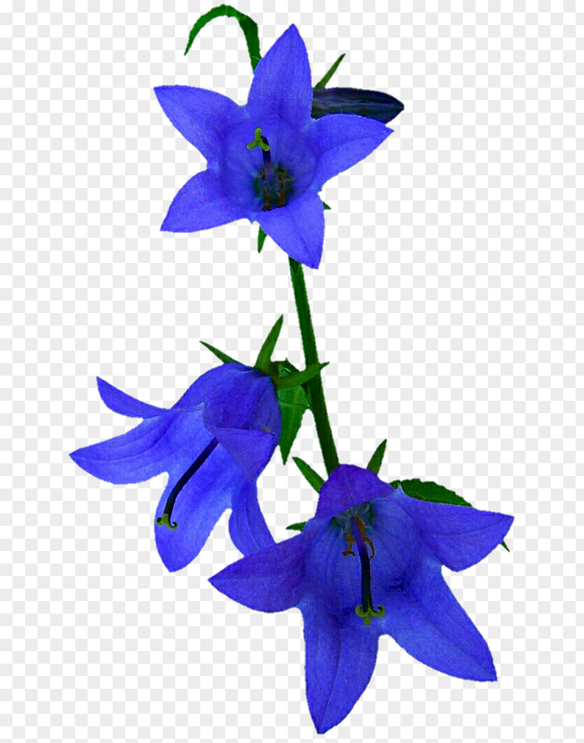 Blue Flower Harebell Campanula Portenschlagiana Common Bluebell Violet PNG