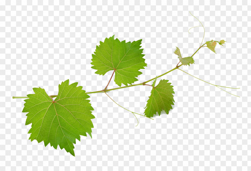 Grape Leaves Picture Material Common Vine Wine Mirto PNG