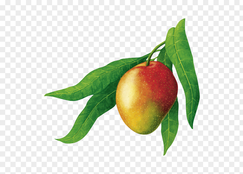 Mangos Organic Food Mangifera Indica RAPUNZEL NATURKOST GmbH Natural Foods PNG