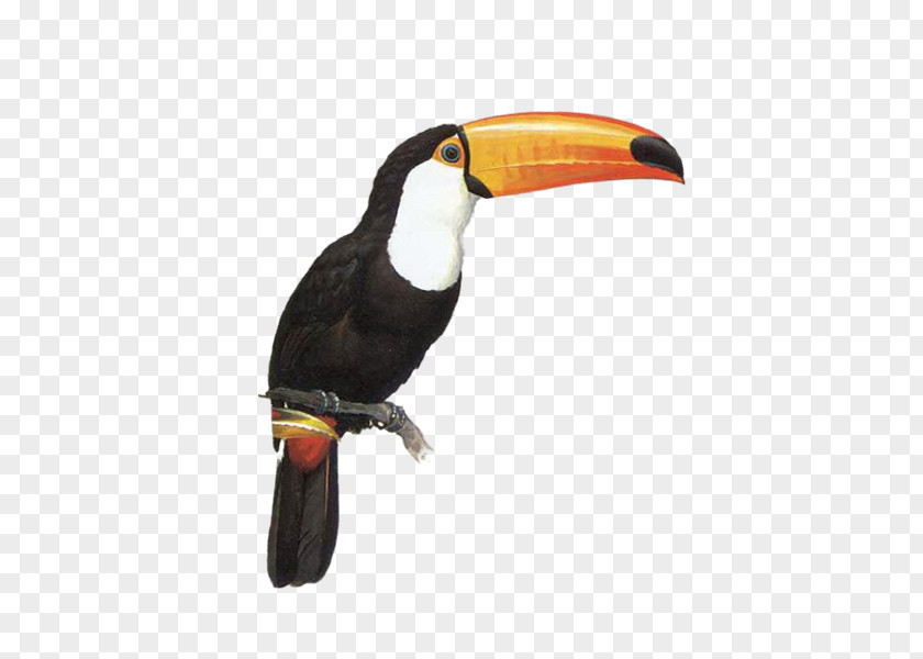 Parrot Toucan Bird PNG