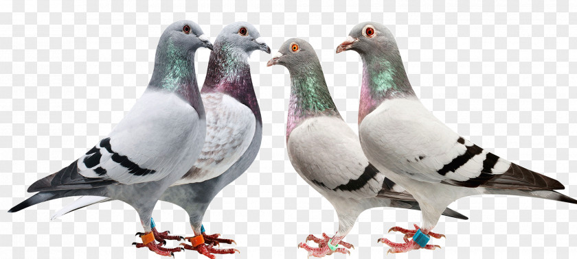 Pigeons And Doves Fauna Beak Feather PNG