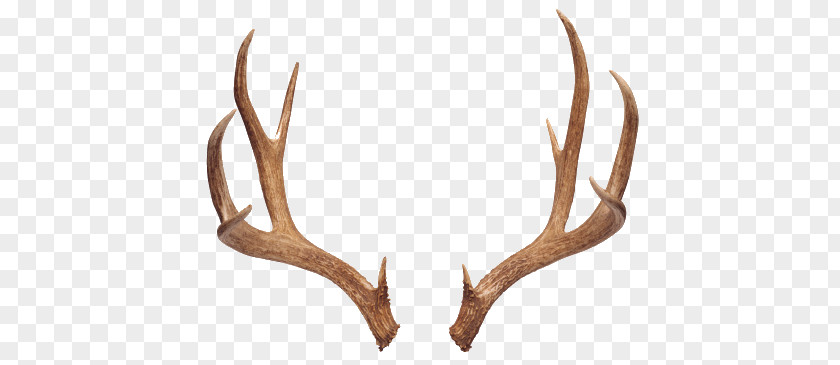 Deer Reindeer Antler Moose White-tailed PNG