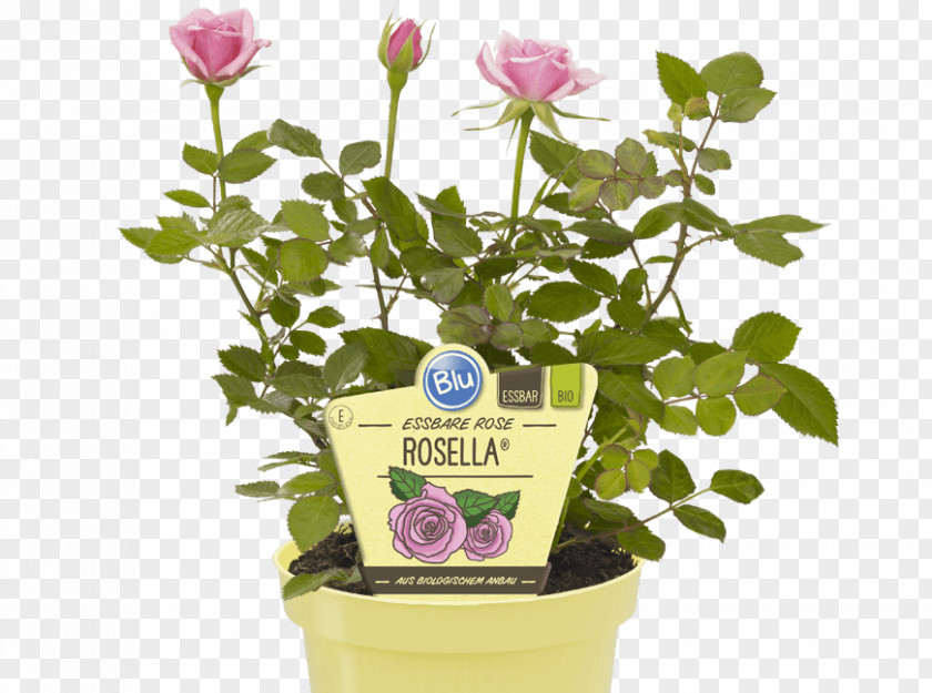 EUKALYPTUS Flowerpot Blütenblatt Marmalade Houseplant PNG