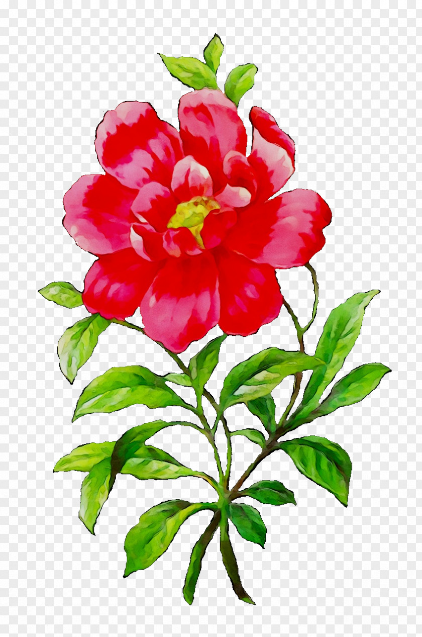 Flower Botanical Illustration Clip Art Peony Rose PNG